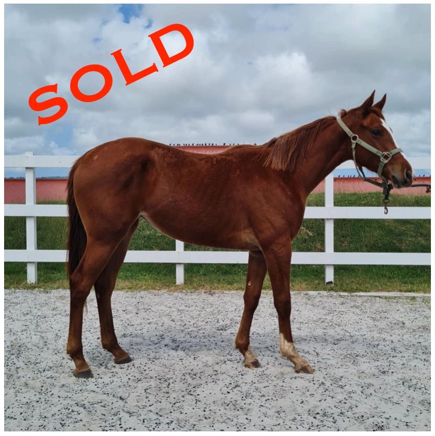 HORSES FOR SALE Melrose Racing